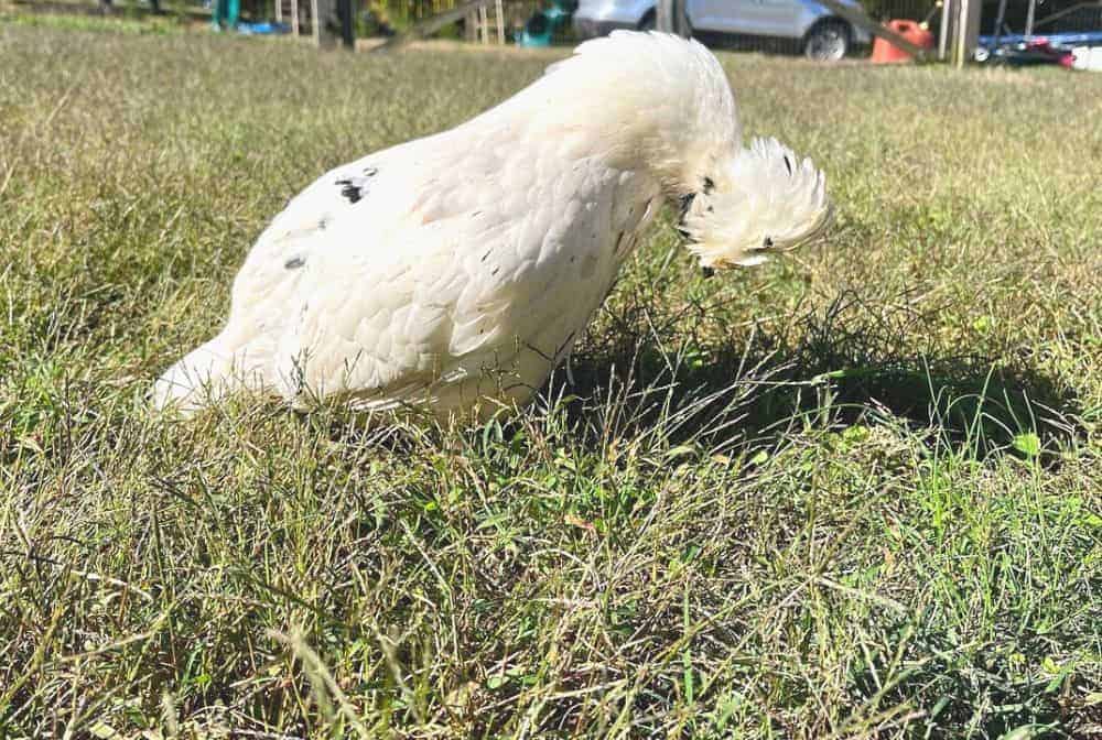 white hen with its head down on grass