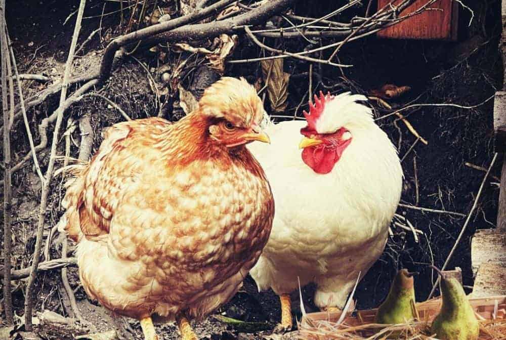 two chickens outside at the pear feeder