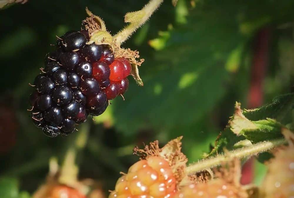 black raspberries on the bush