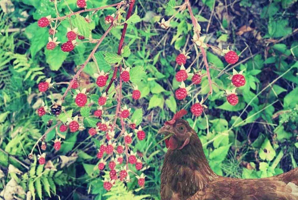 Brown chicken and red raspberry bush