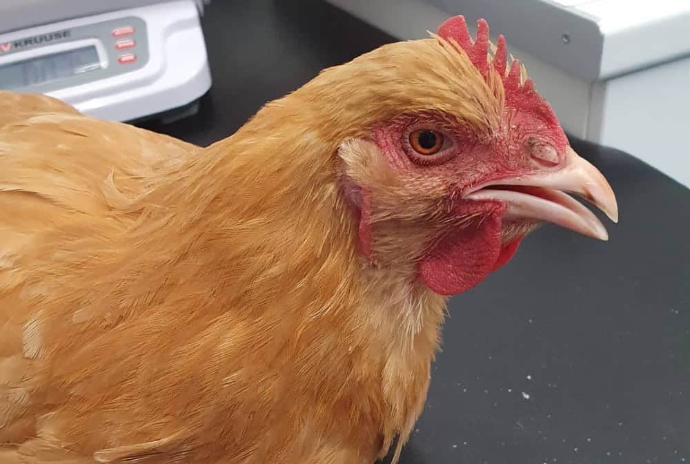 chicken at the veterinary