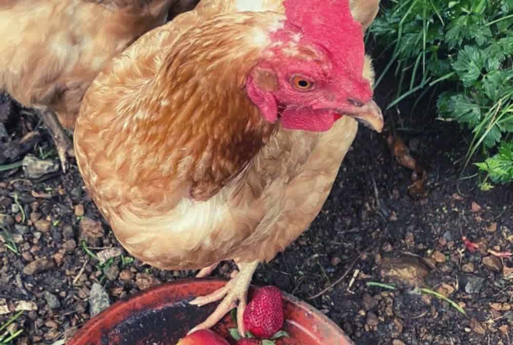 chicken stepped on a bowl of strawberries