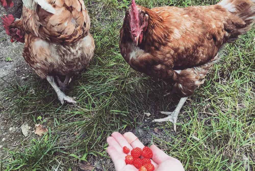 raspberries on hand outstretched to hen