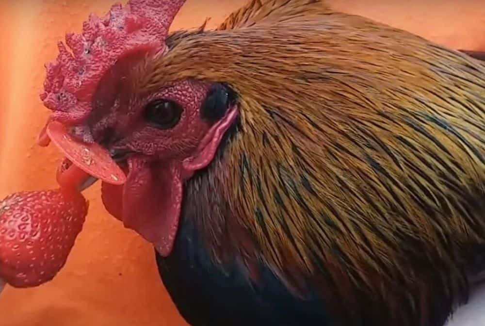 Close-up of rooster eating strawberries