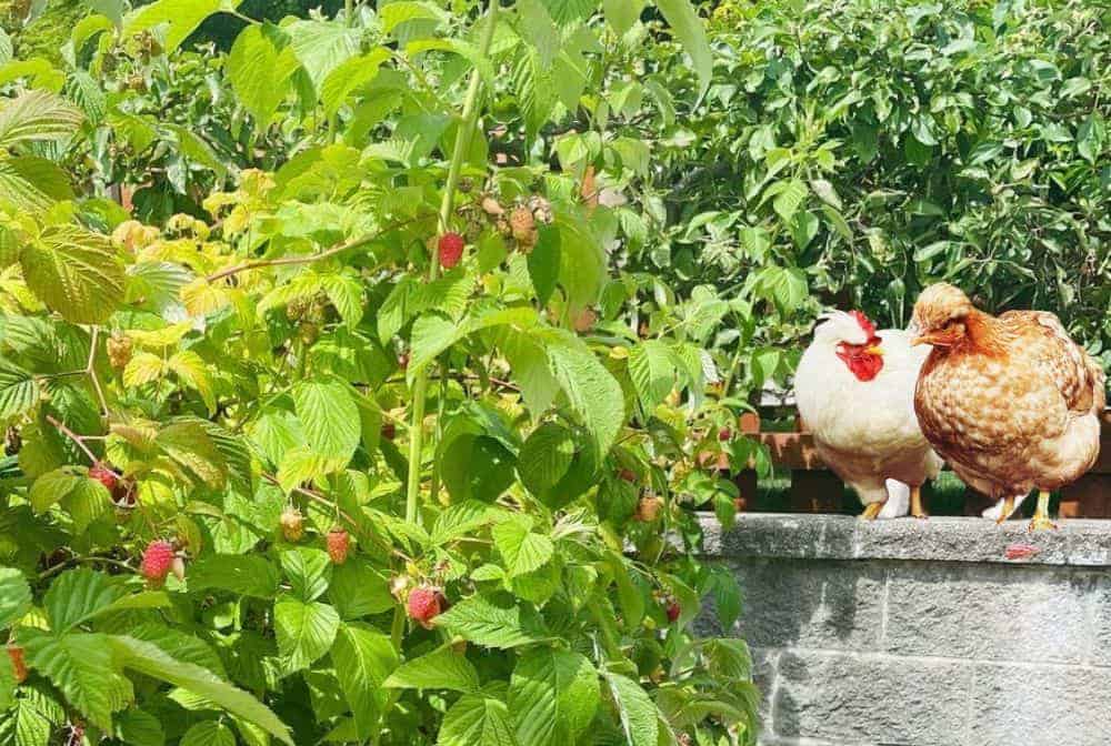 2 chickens on fence near raspberry bush