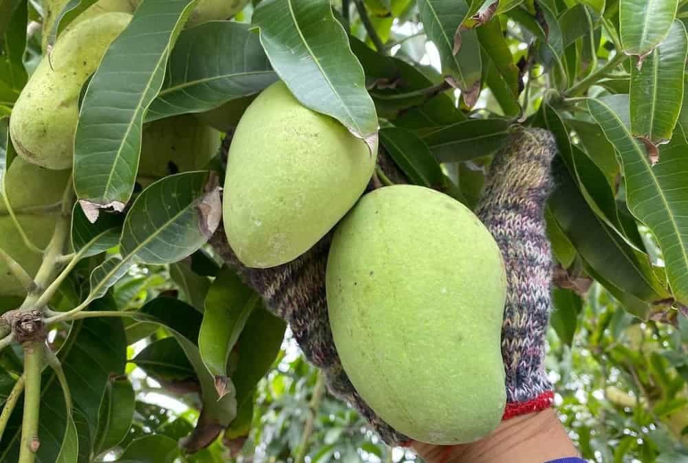 unripe mango