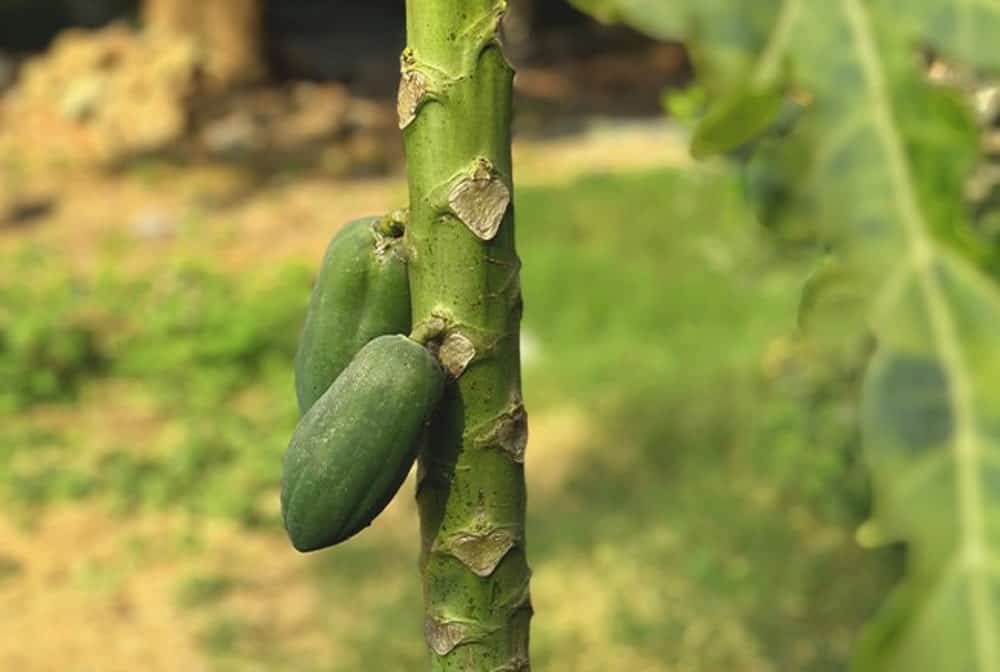 unripe papaya