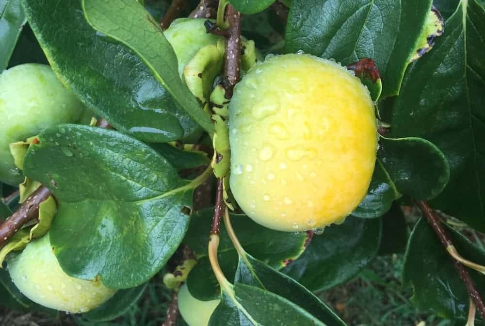 unripe persimmons