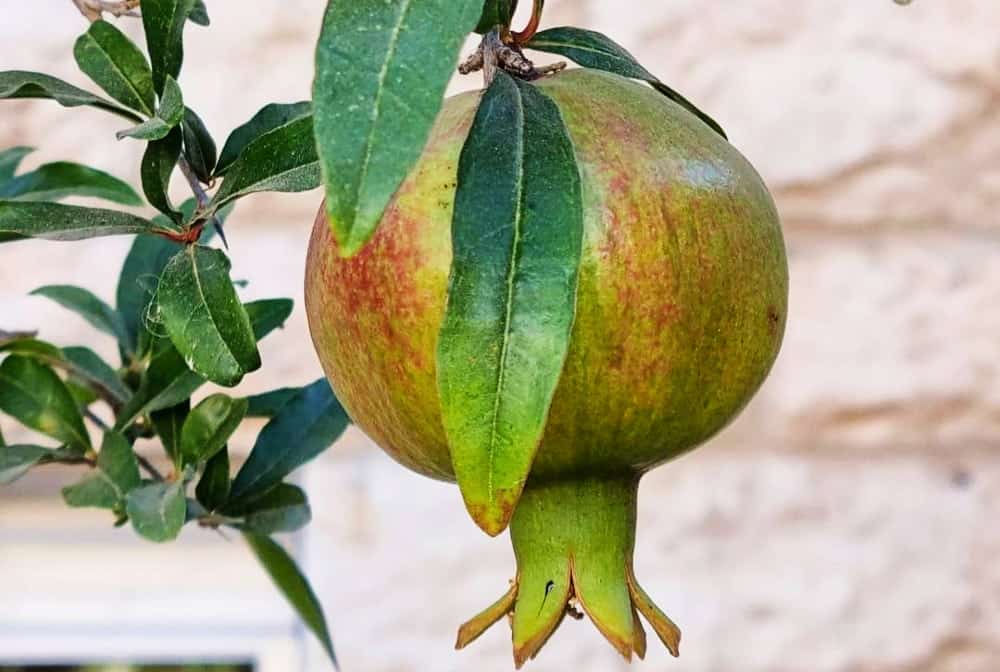 unripe pomegranates