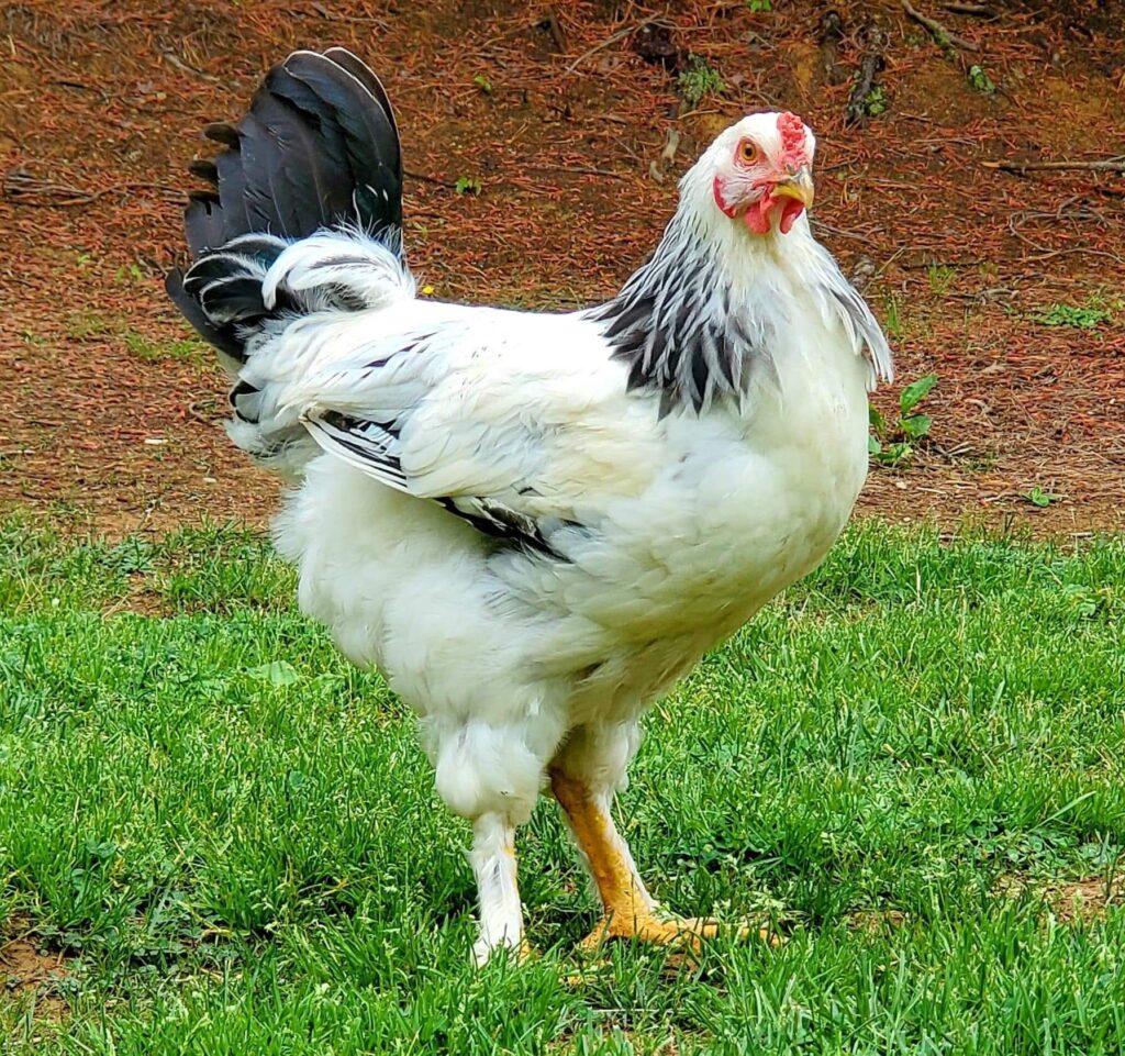 Learn How to Care for Your 3 Month Old Rooster: A Guide to Chicken ...