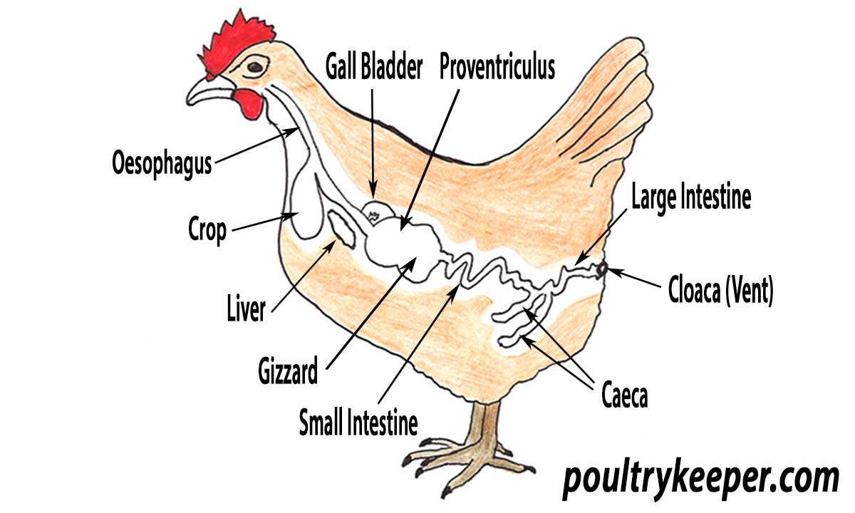 Anatomy Of A Hen