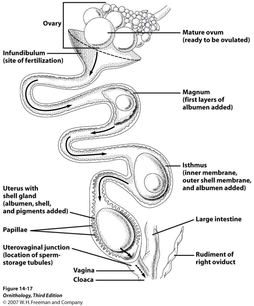 Anatomy Of A Hen'S Egg