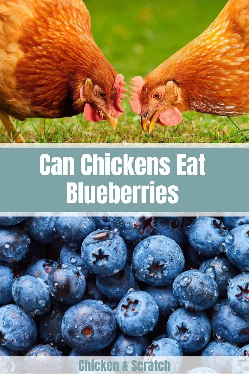 Are Blueberries Safe For Chickens?