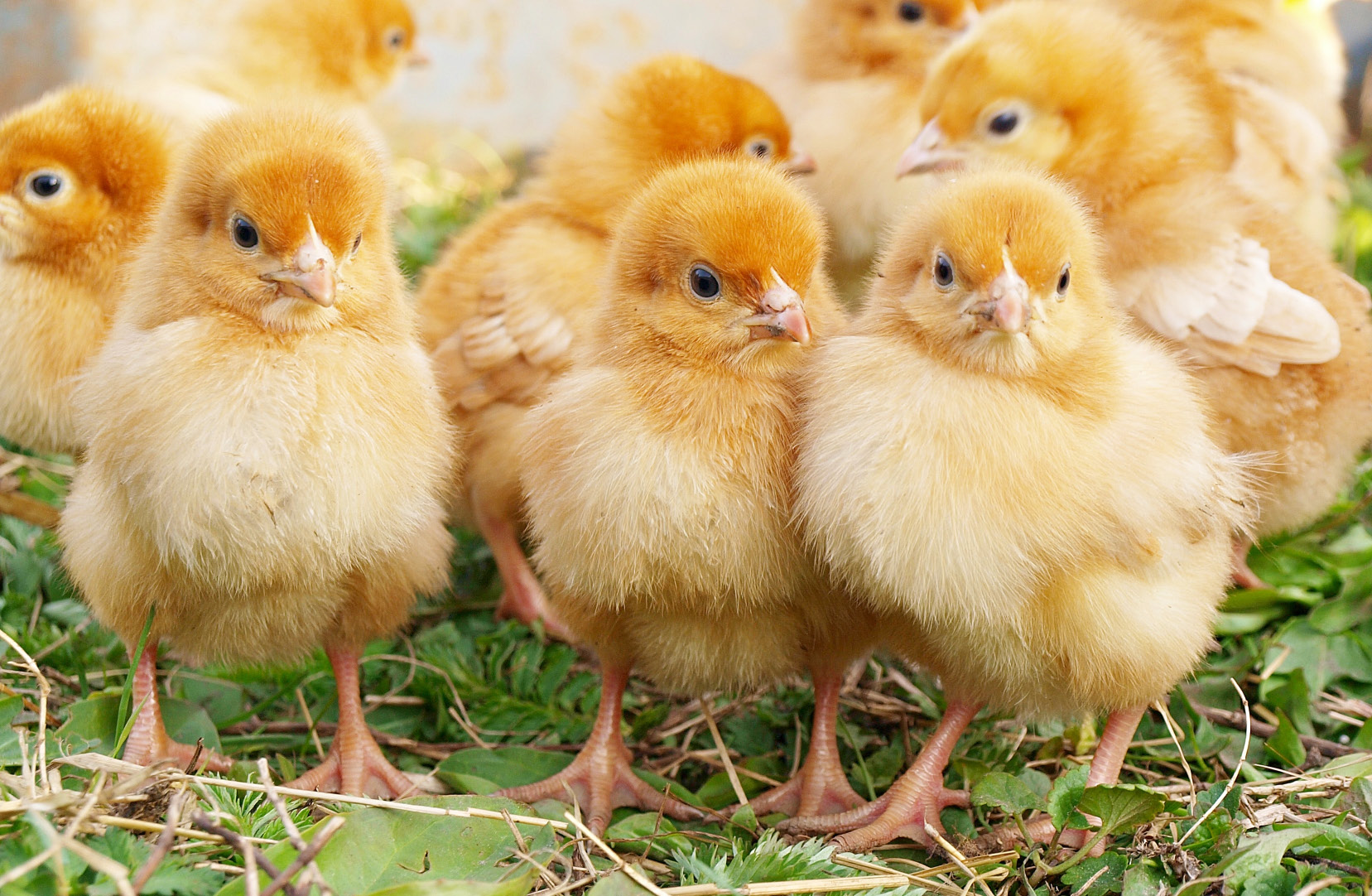 Baby Chickens