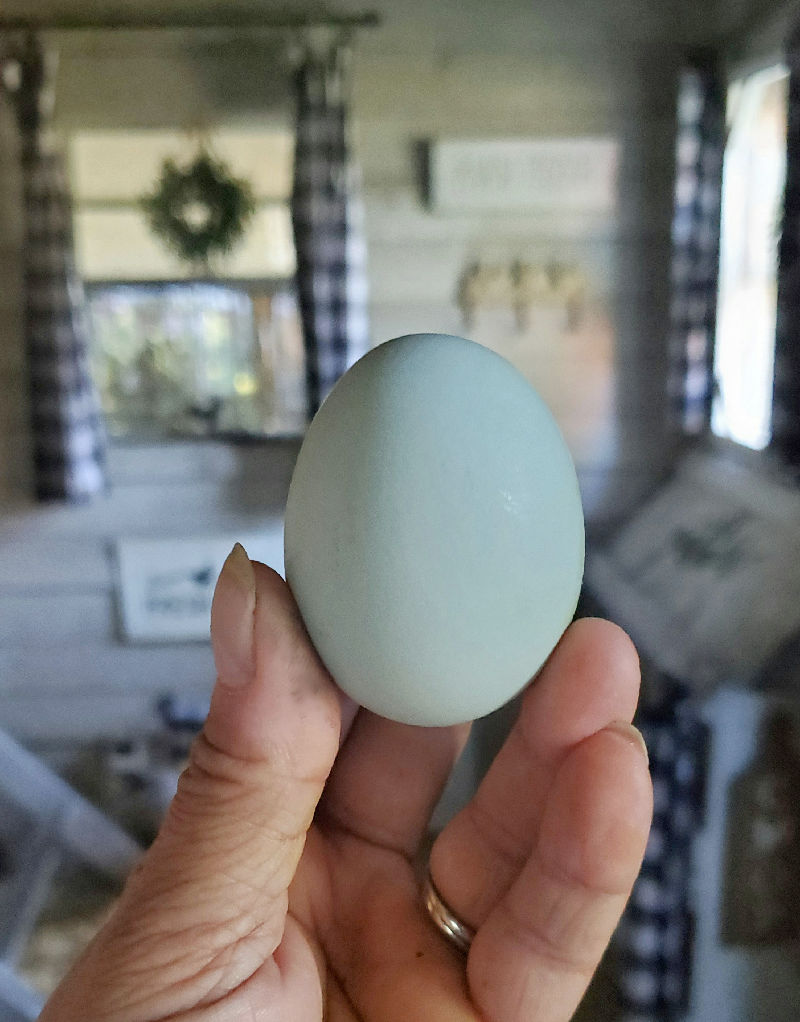 Benefits Of Blue Hen Eggs