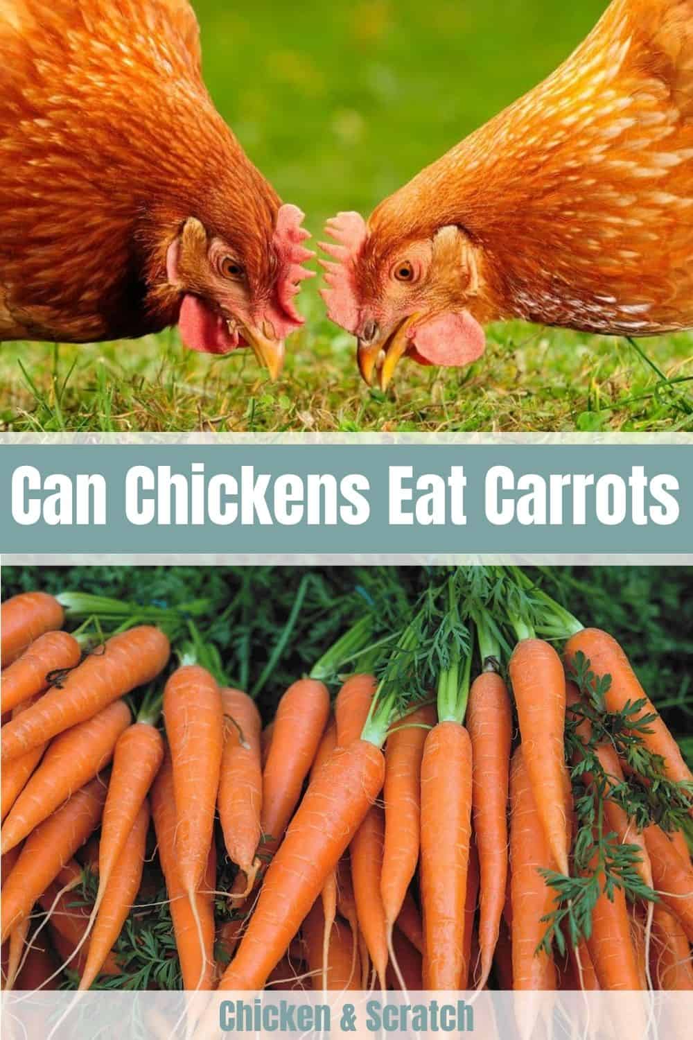 Benefits Of Carrots For Chickens