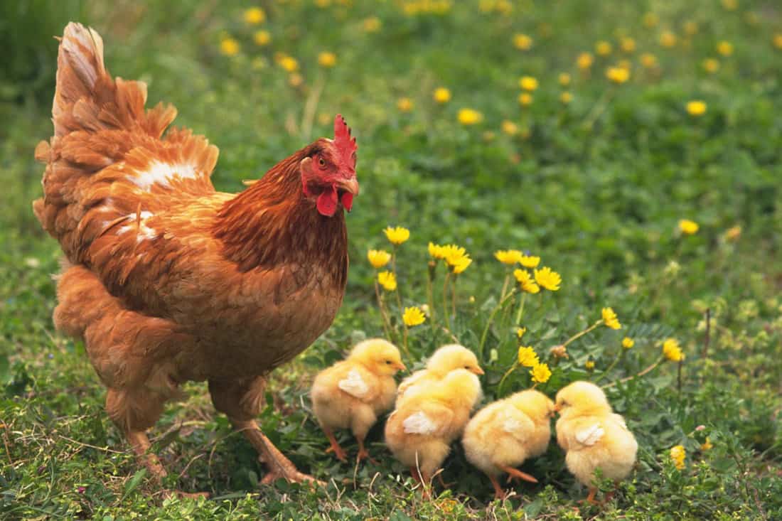 Benefits Of Chicken On A Nest Technique