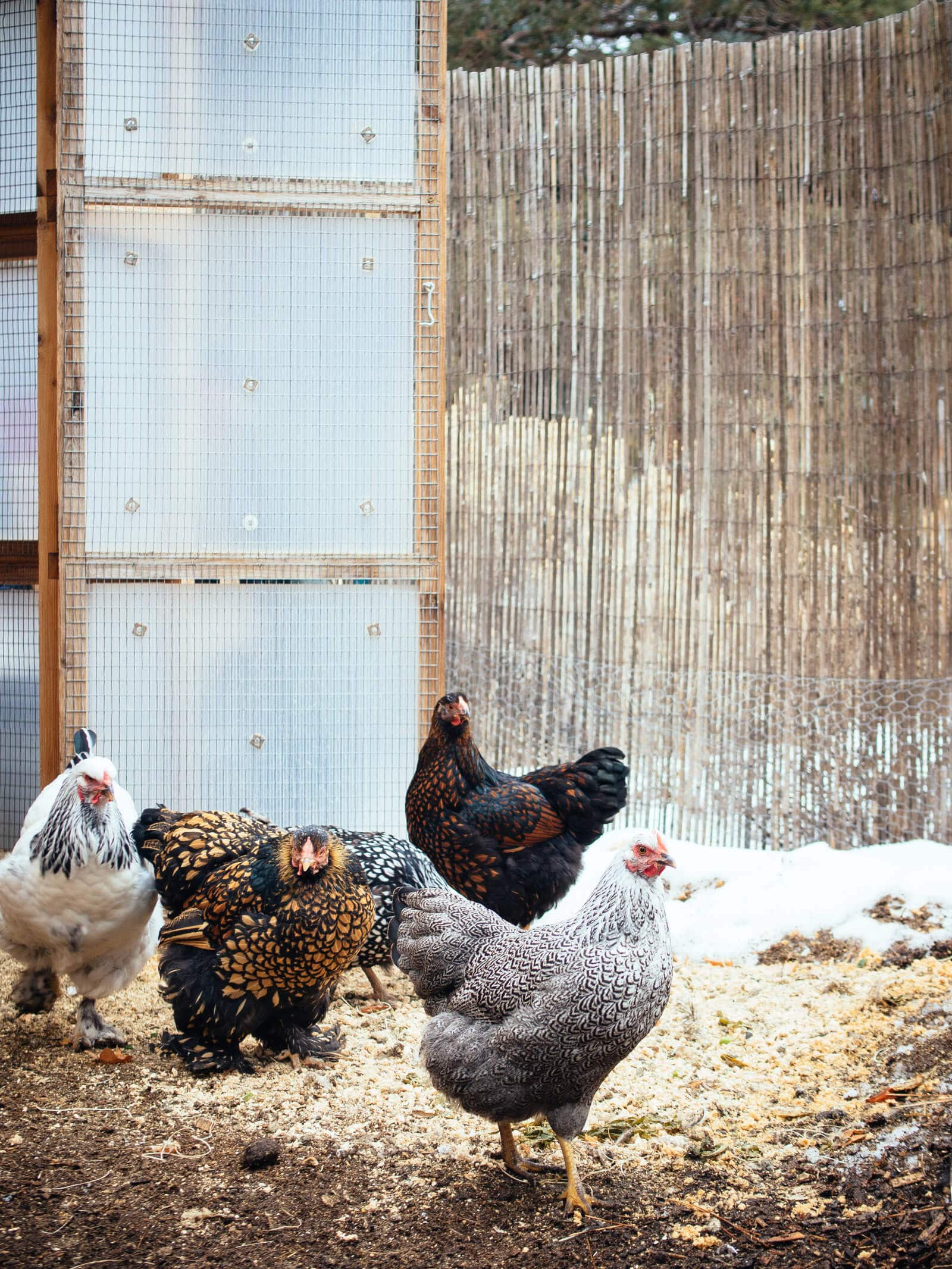 Benefits Of Cold Weather Chicken Coops