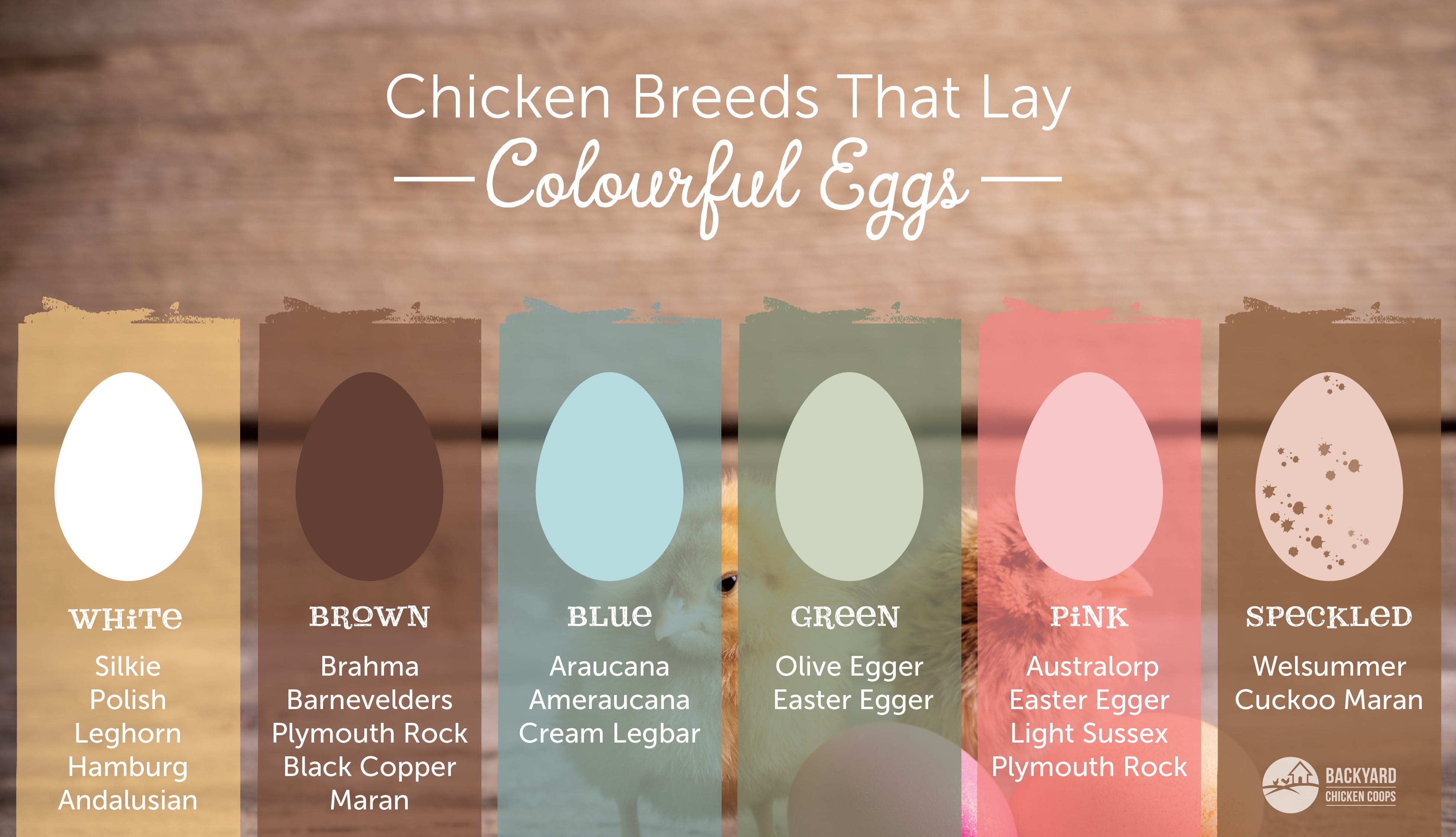 Benefits Of Easter Egger Chicken Eggs