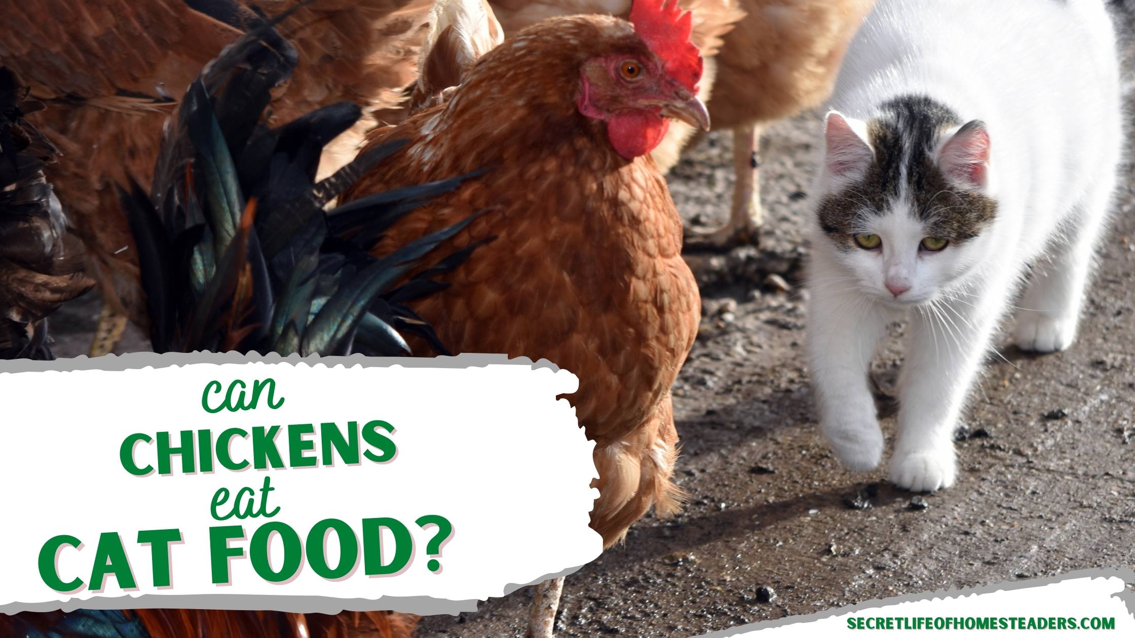 Benefits Of Feeding Chickens Cat Food