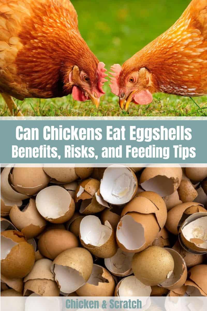 Benefits Of Feeding Eggshells To Chickens