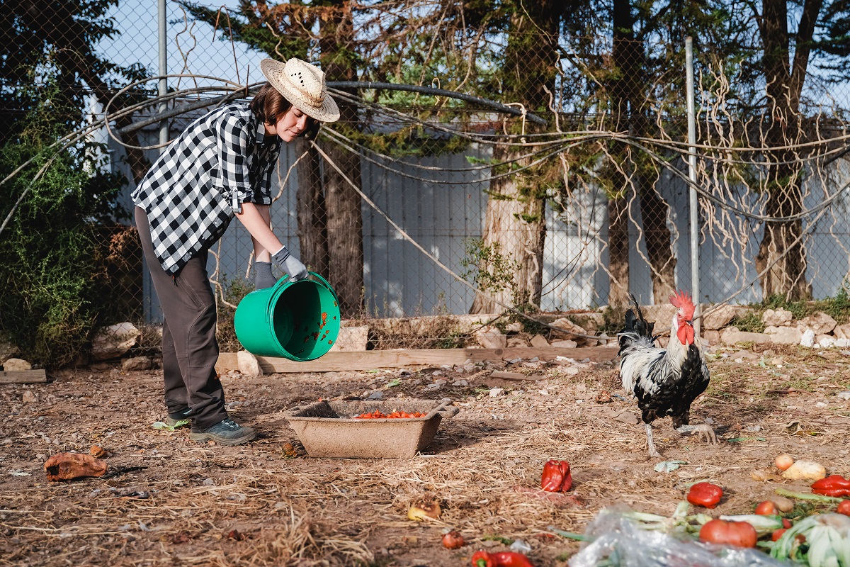 Benefits Of Feeding Scraps To Chickens