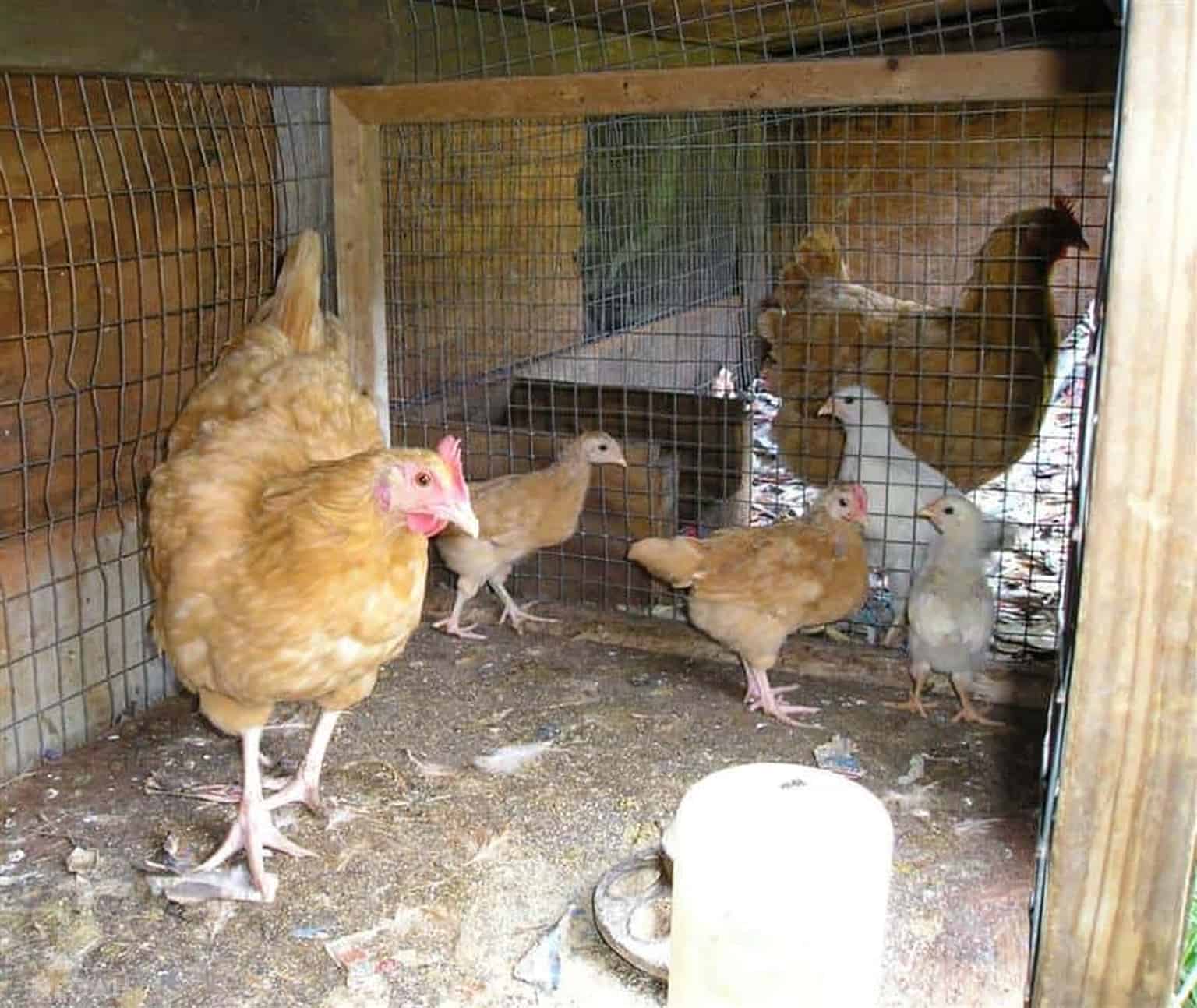 Benefits Of Hatching A Chicken Without Shell