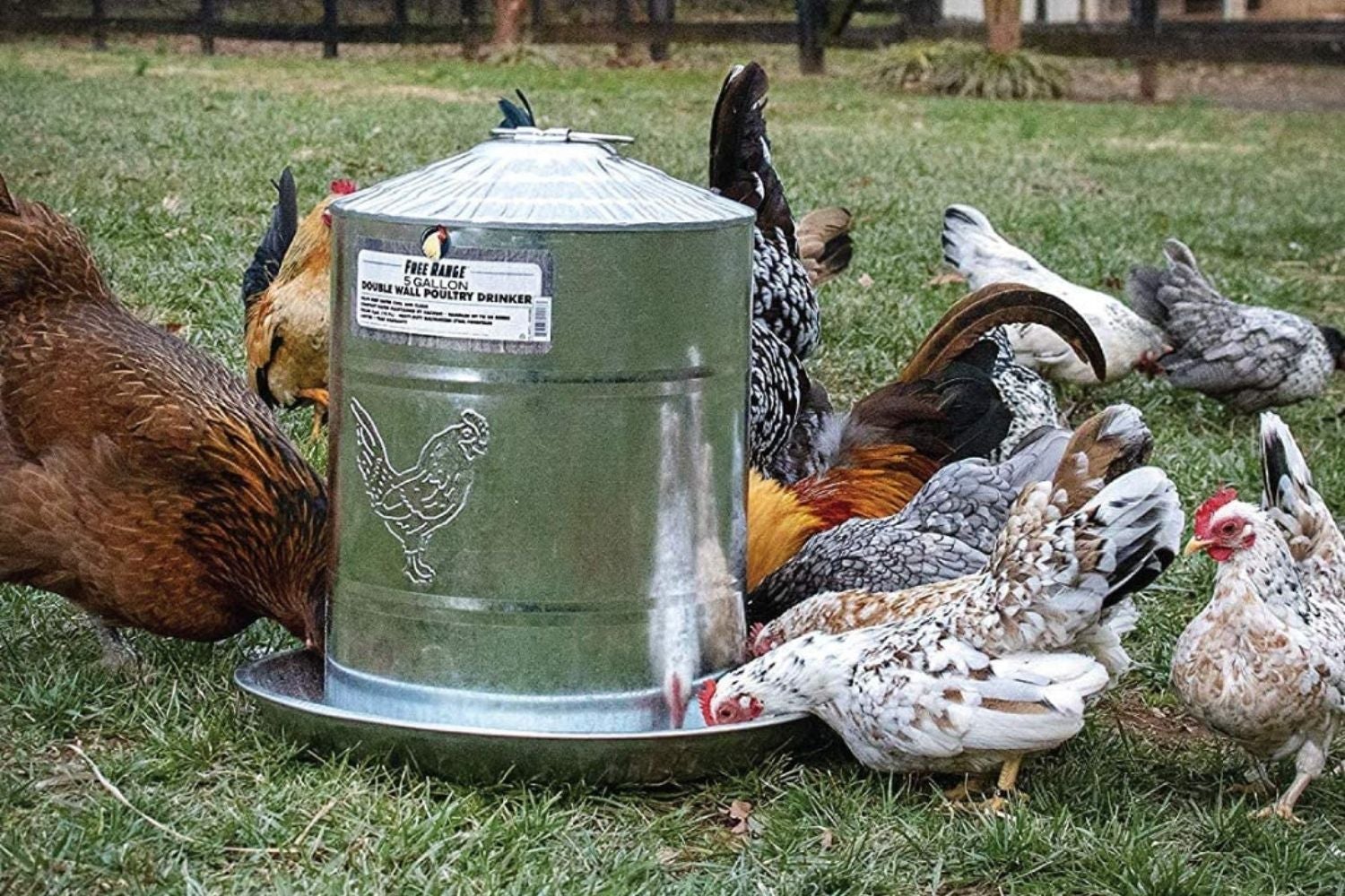 Benefits Of Heated Water Containers For Chickens