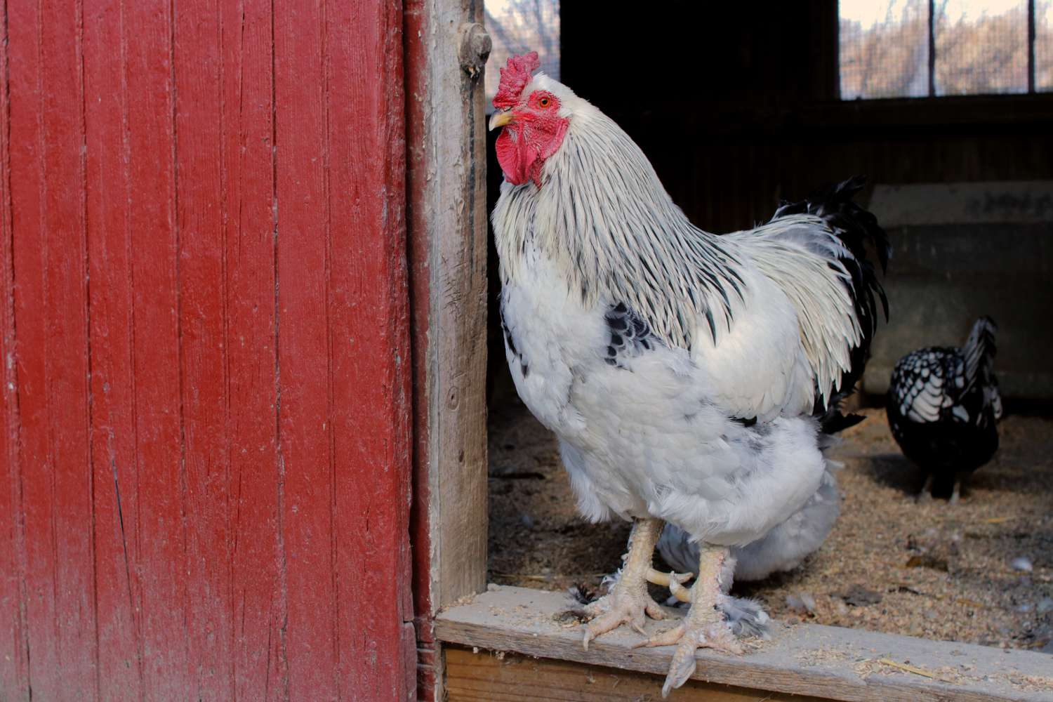 Benefits Of Hen Laying Eggs Without A Rooster