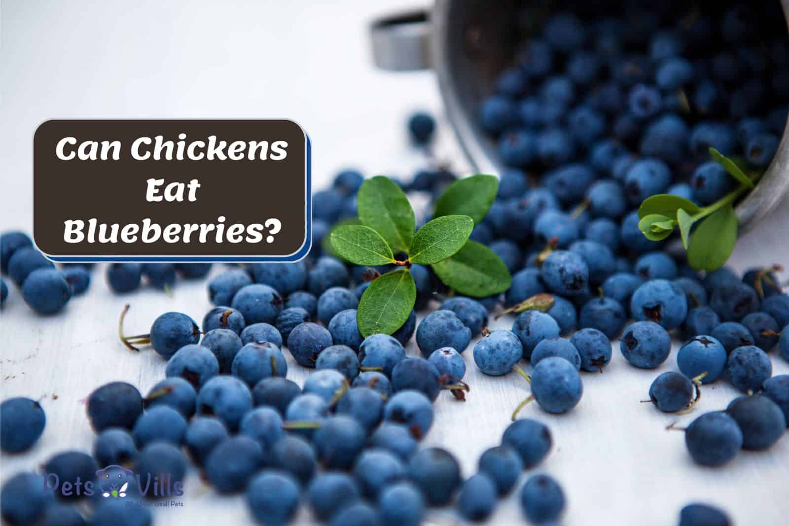 Benefits Of Incorporating Blueberries In Chicken Husbandry