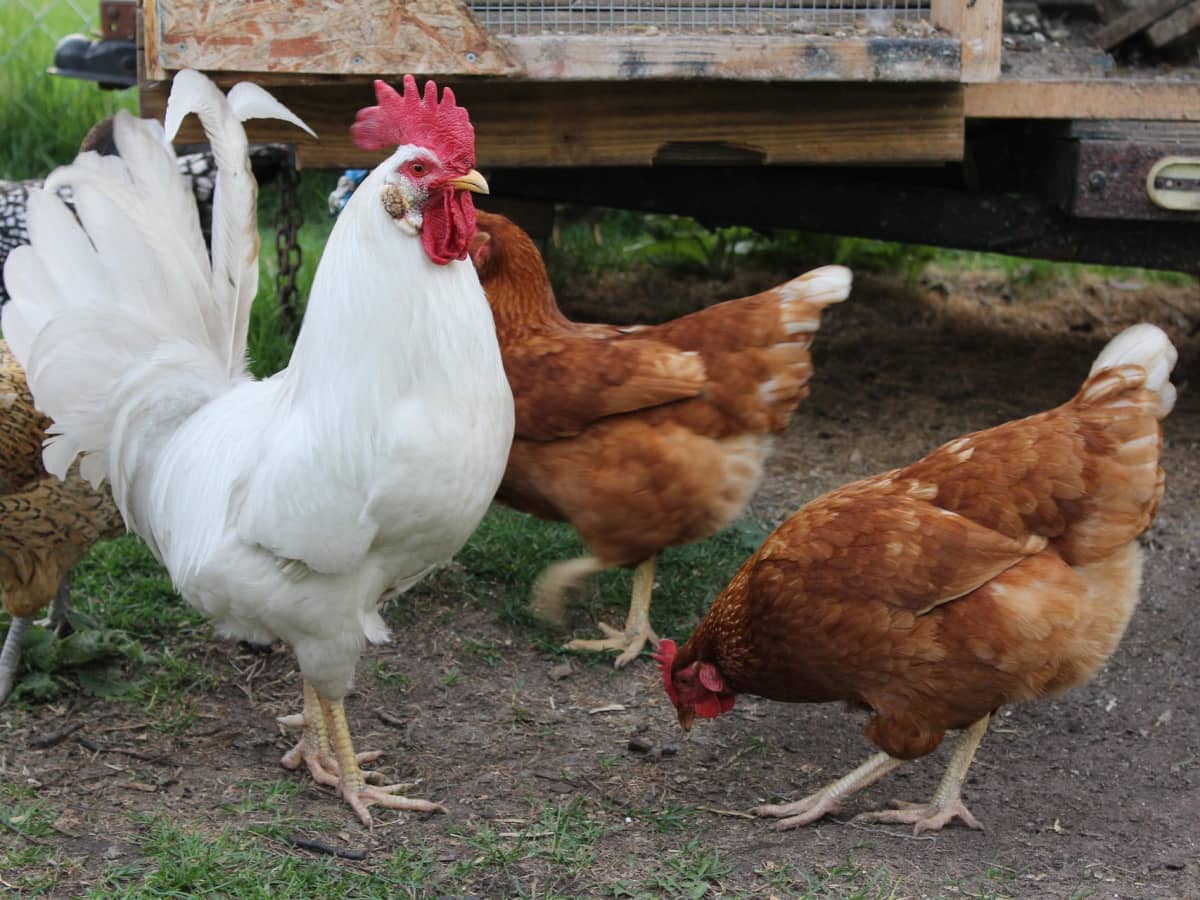 Benefits Of Keeping Roosters And Hens