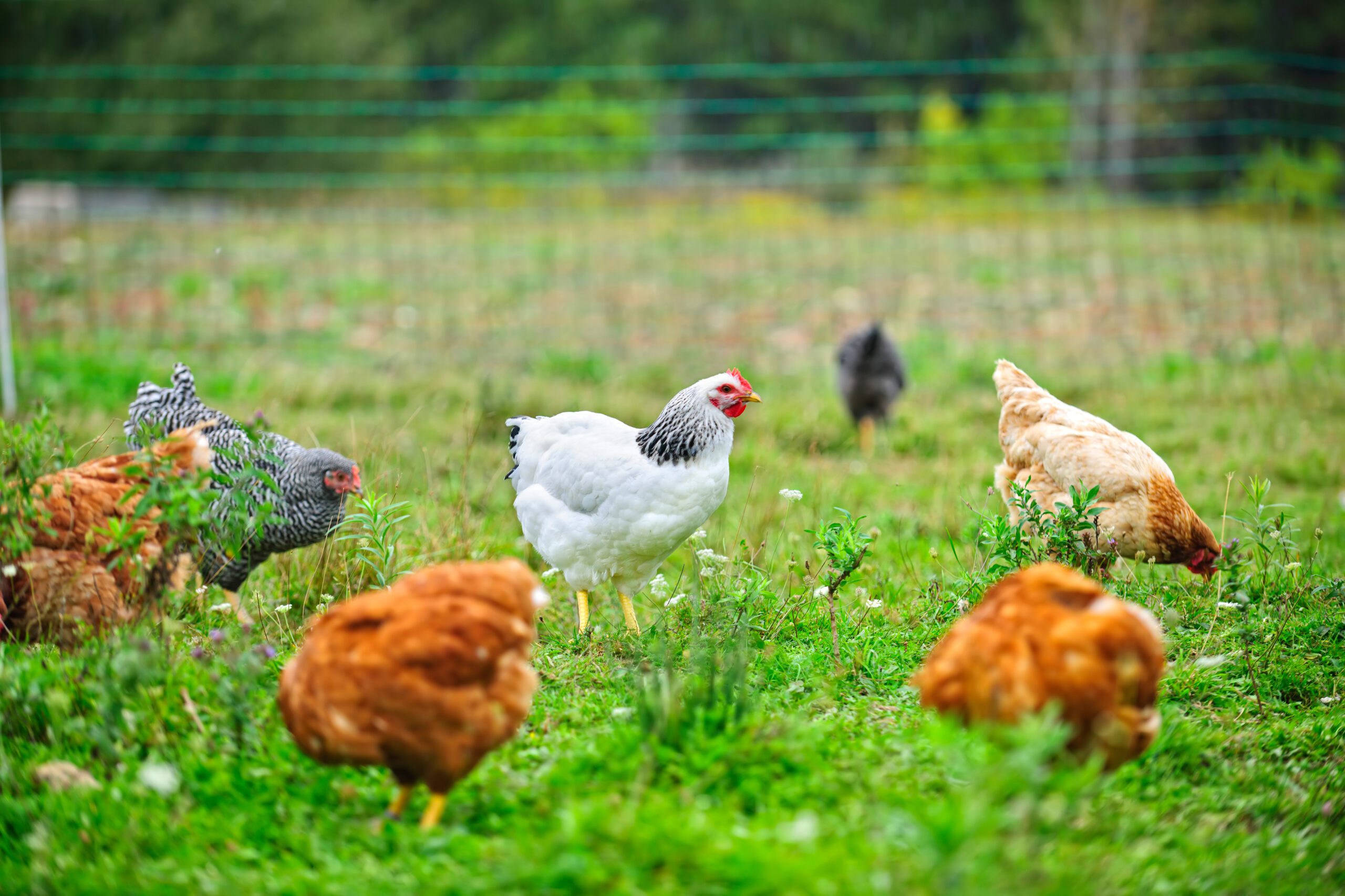 Benefits Of Sustainable Chicken Husbandry