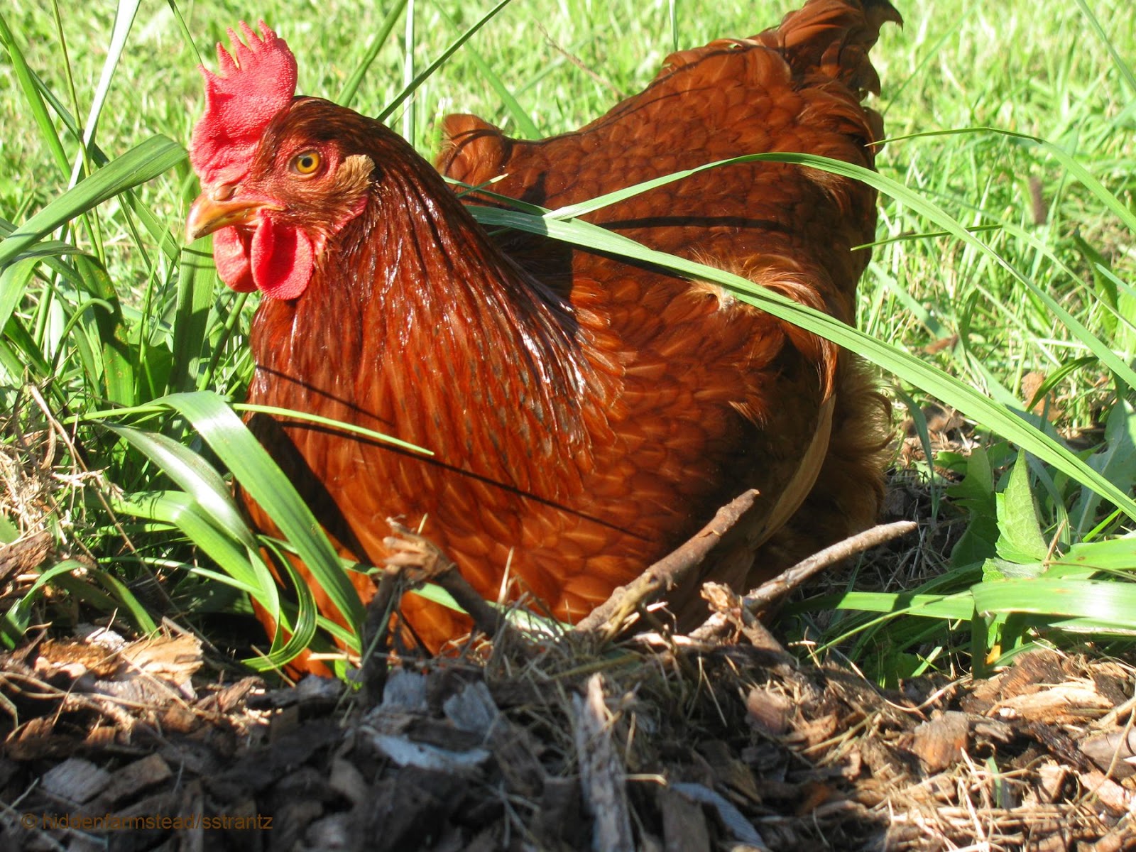 Benefits Of The Chicken On Nest Technique