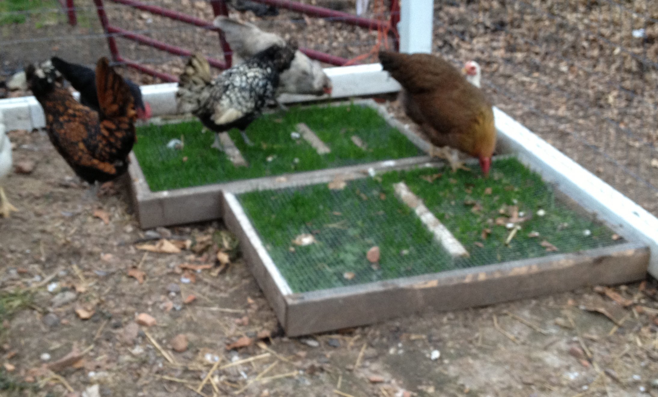 Benefits Of Using Chicken Grass Boxes