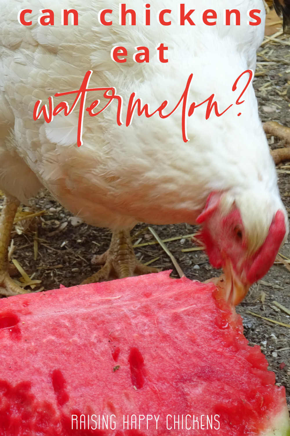 Benefits Of Watermelon For Chickens