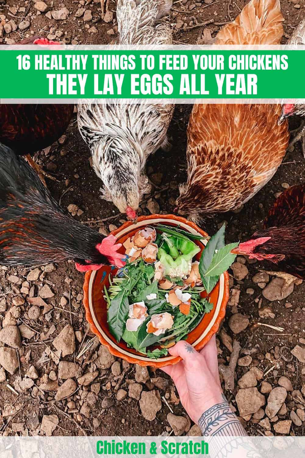 Best Food For Chickens To Lay Eggs