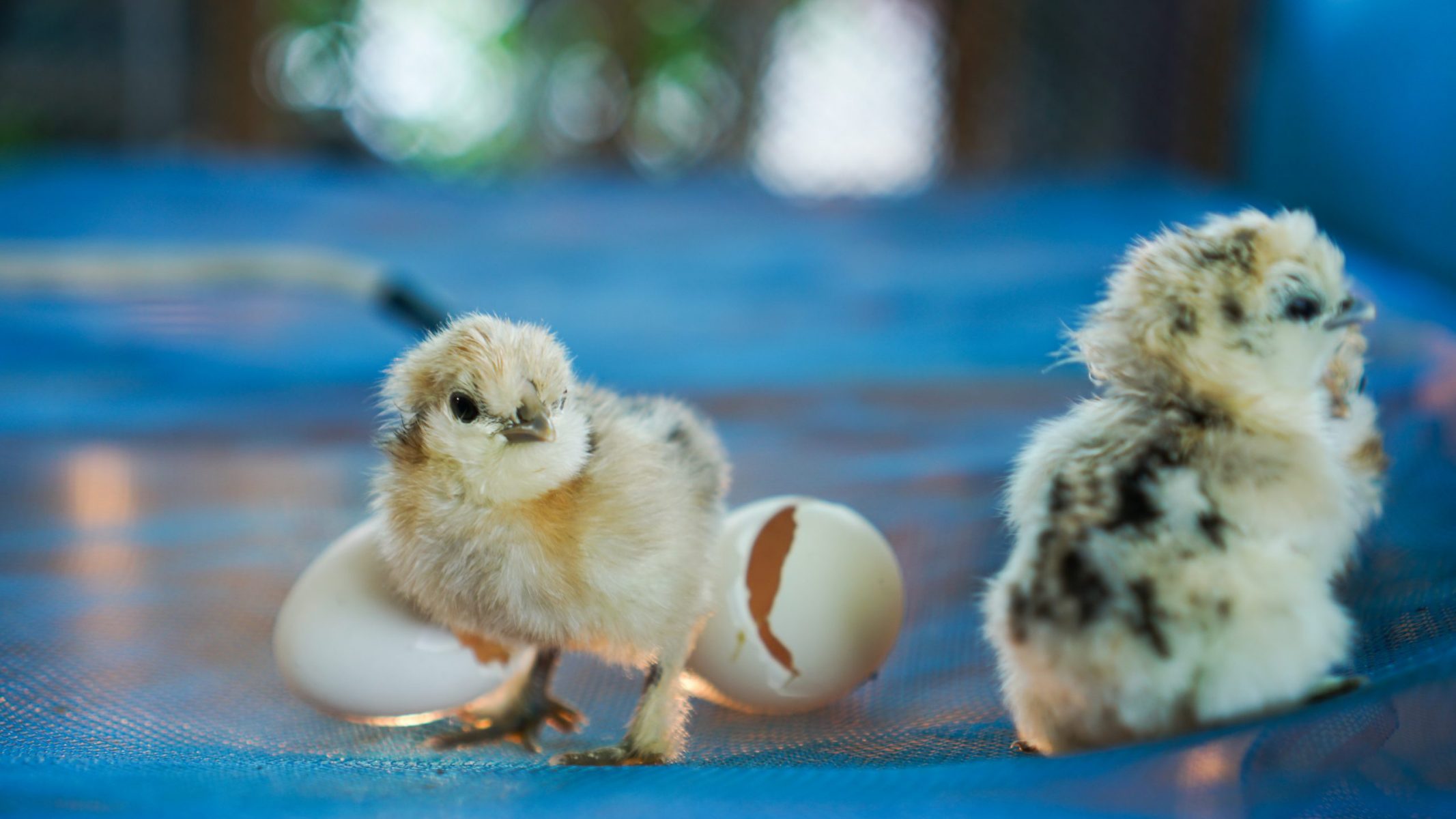 Breeding And Care Of Young Chicks