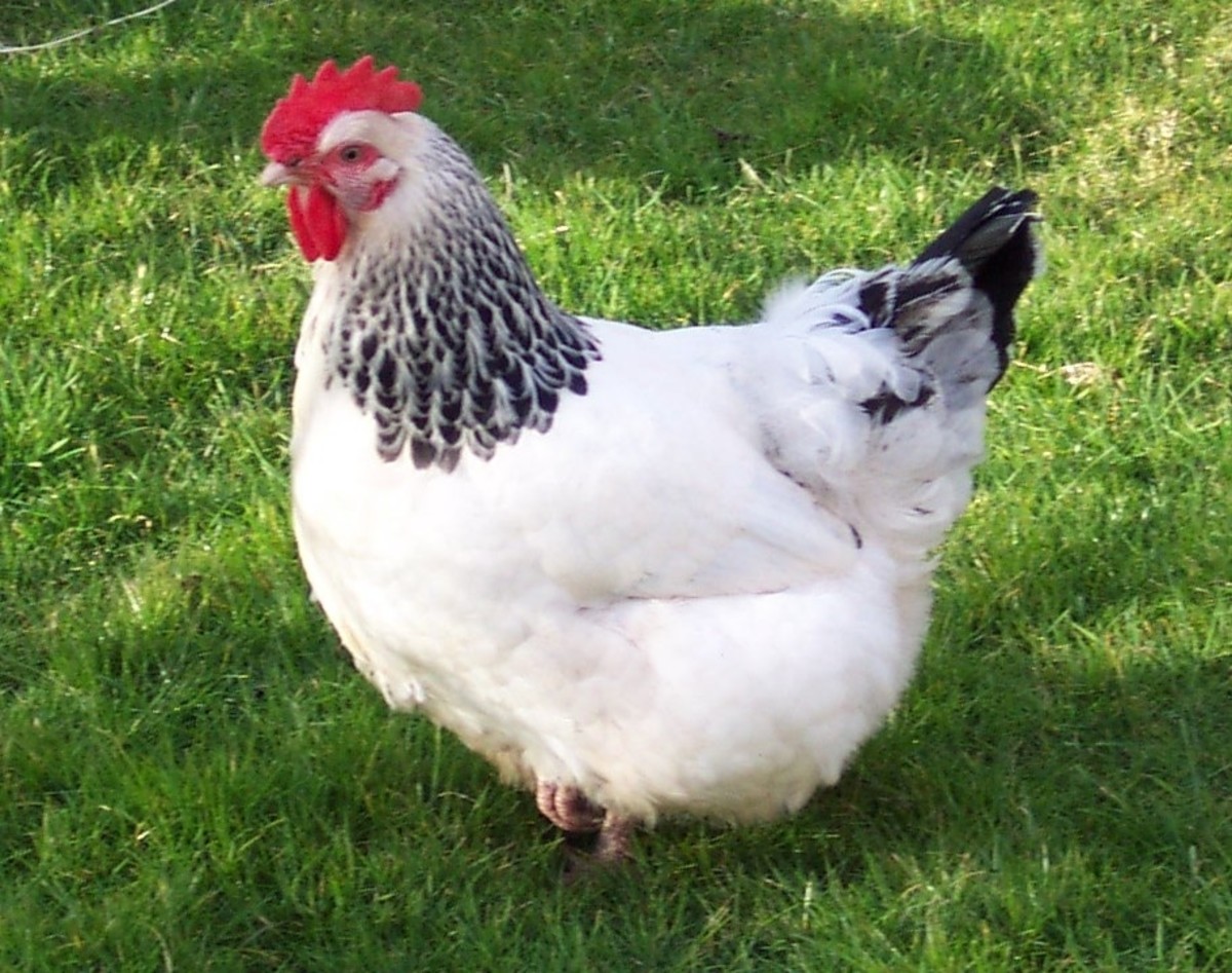 Breeds Of Chickens And Hens