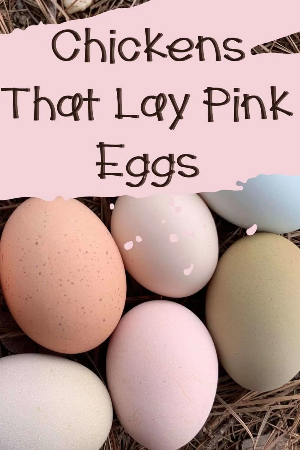 Breeds Of Chickens That Lay Pink Eggs