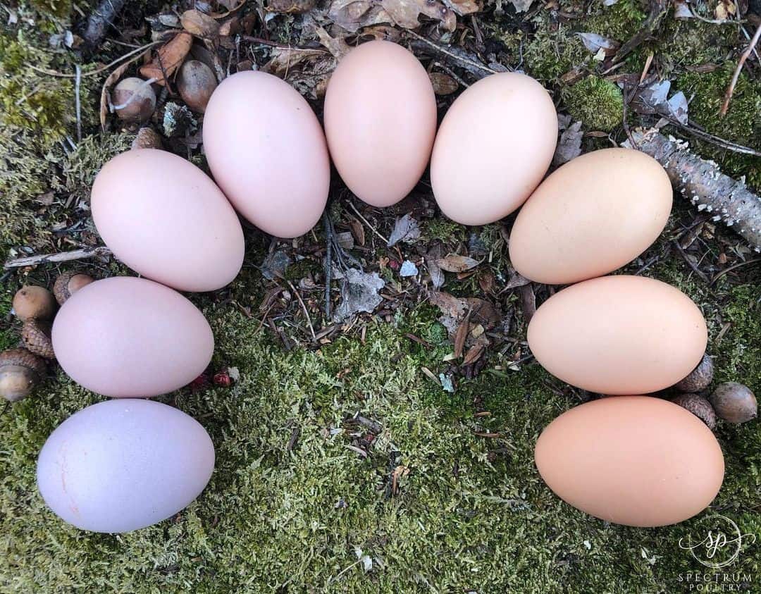 Breeds Of Purple Egg Layers
