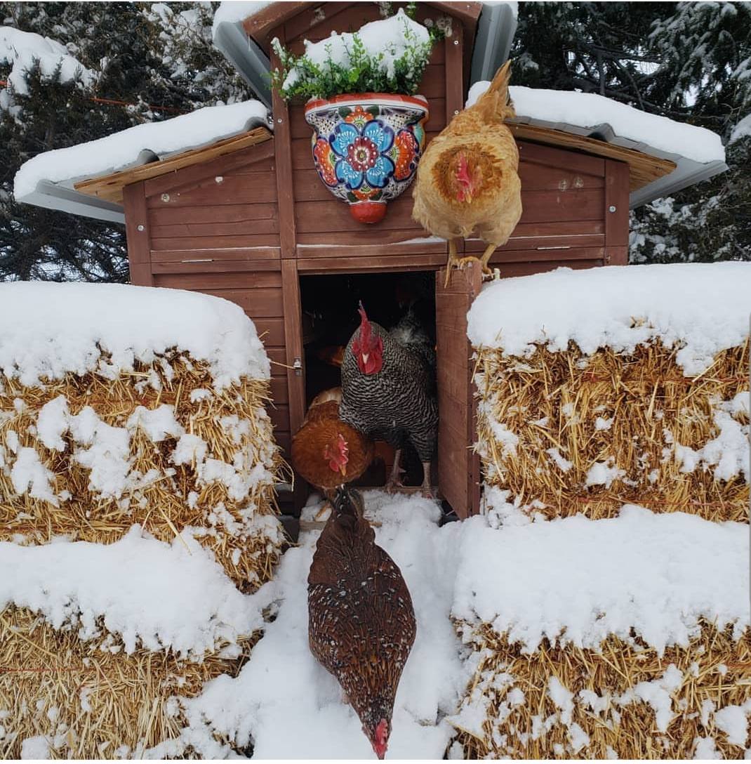 Building A Cold Weather Chicken Coop