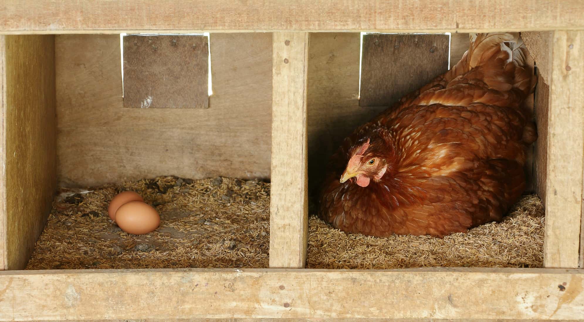 Building Chicken Nest Boxes