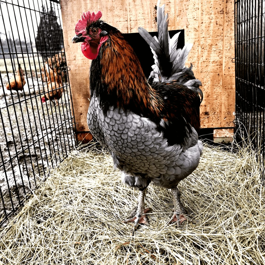 Can A Rooster Keep Hens From Laying?