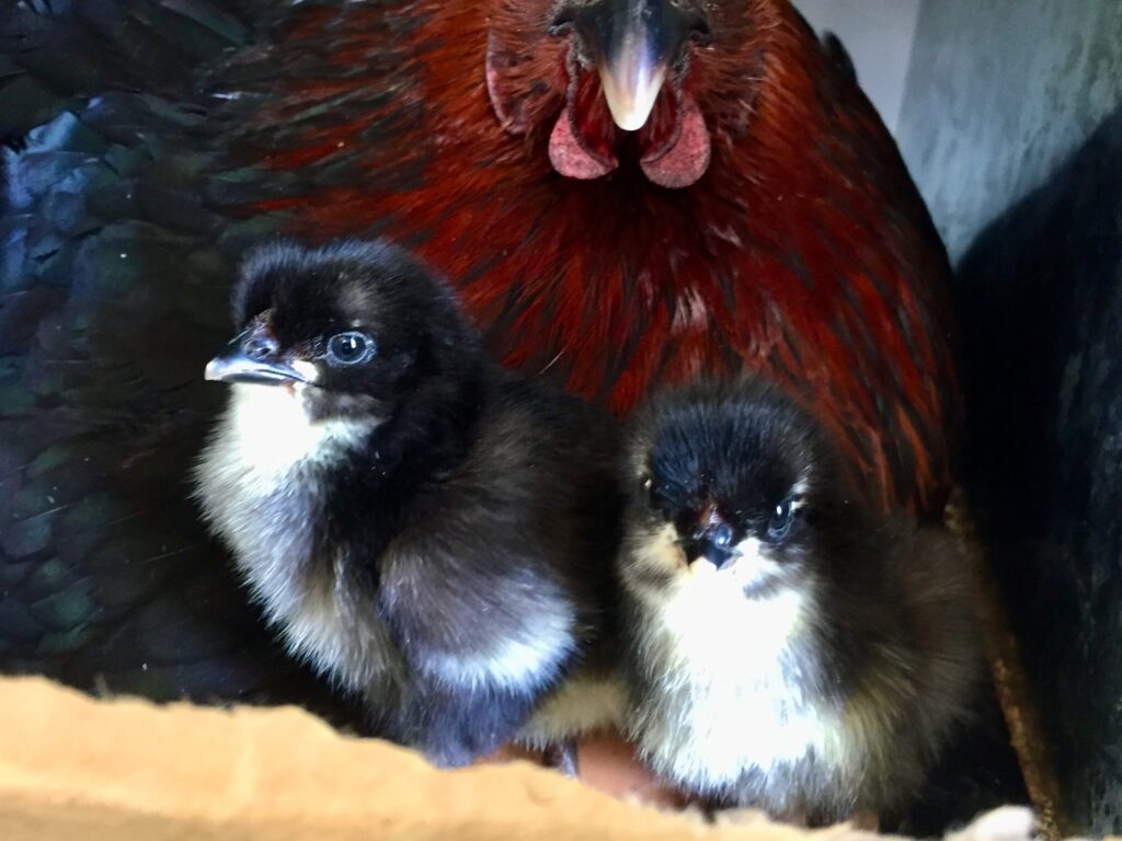 Can Baby Chickens Eat Apples?