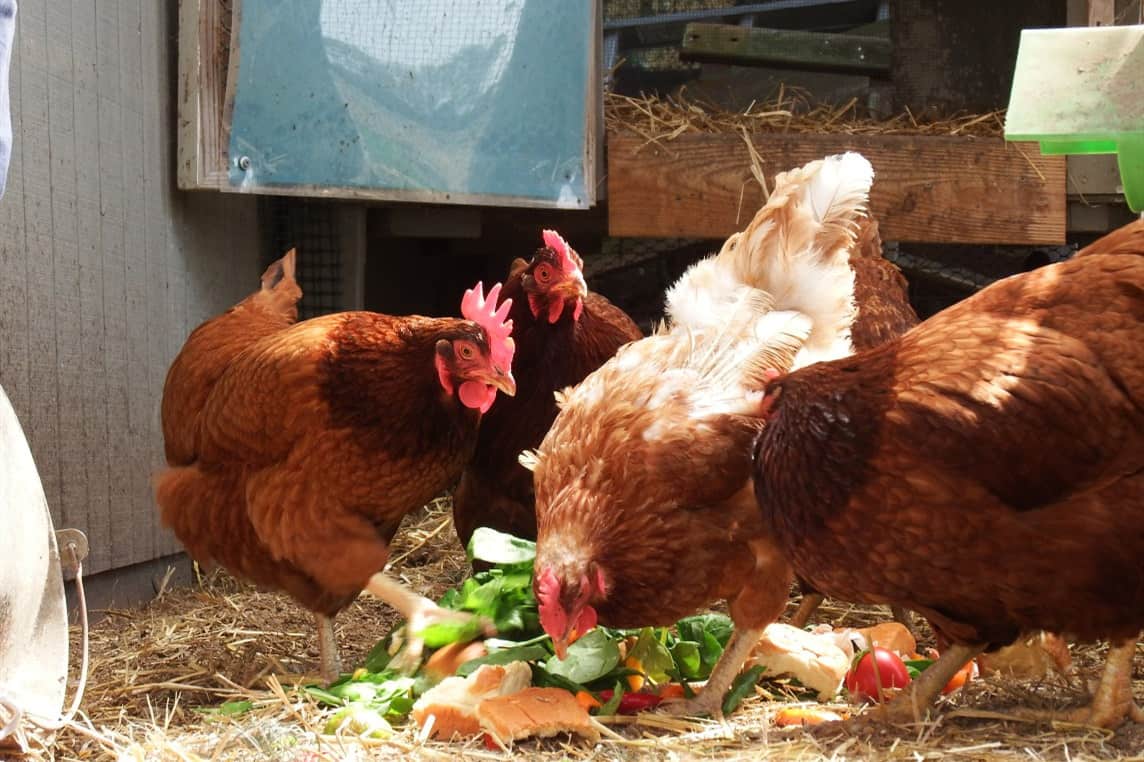 Can Baby Chicks Eat Blueberries?