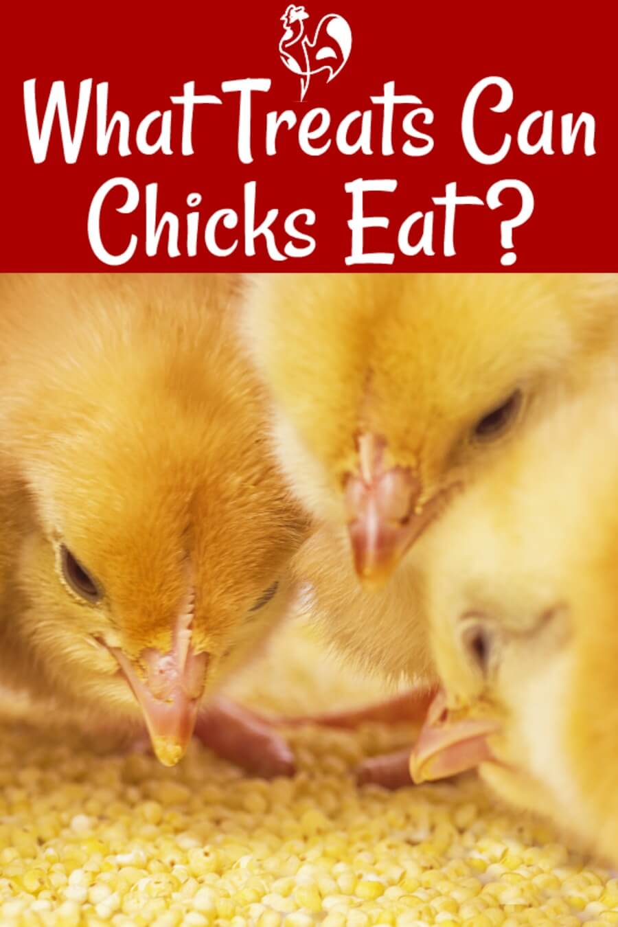 Can Baby Chicks Eat Bread?