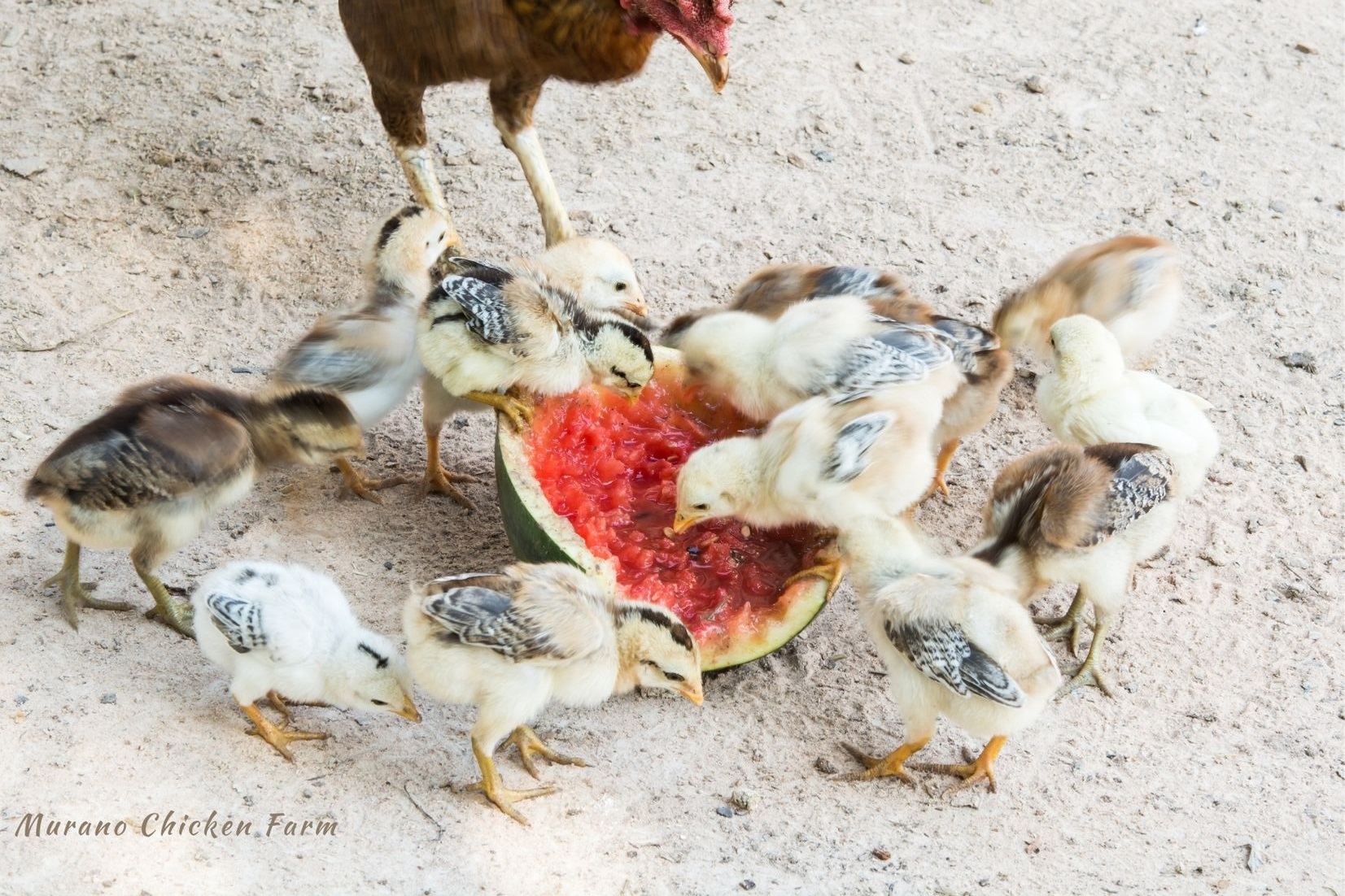 Can Baby Chicks Eat Watermelon?