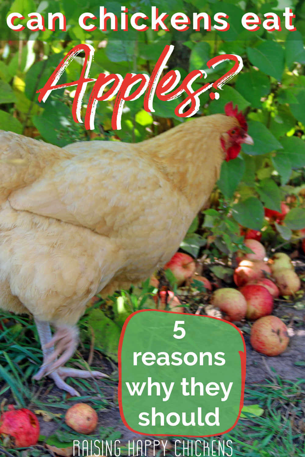 Can Chickens Eat Apples?