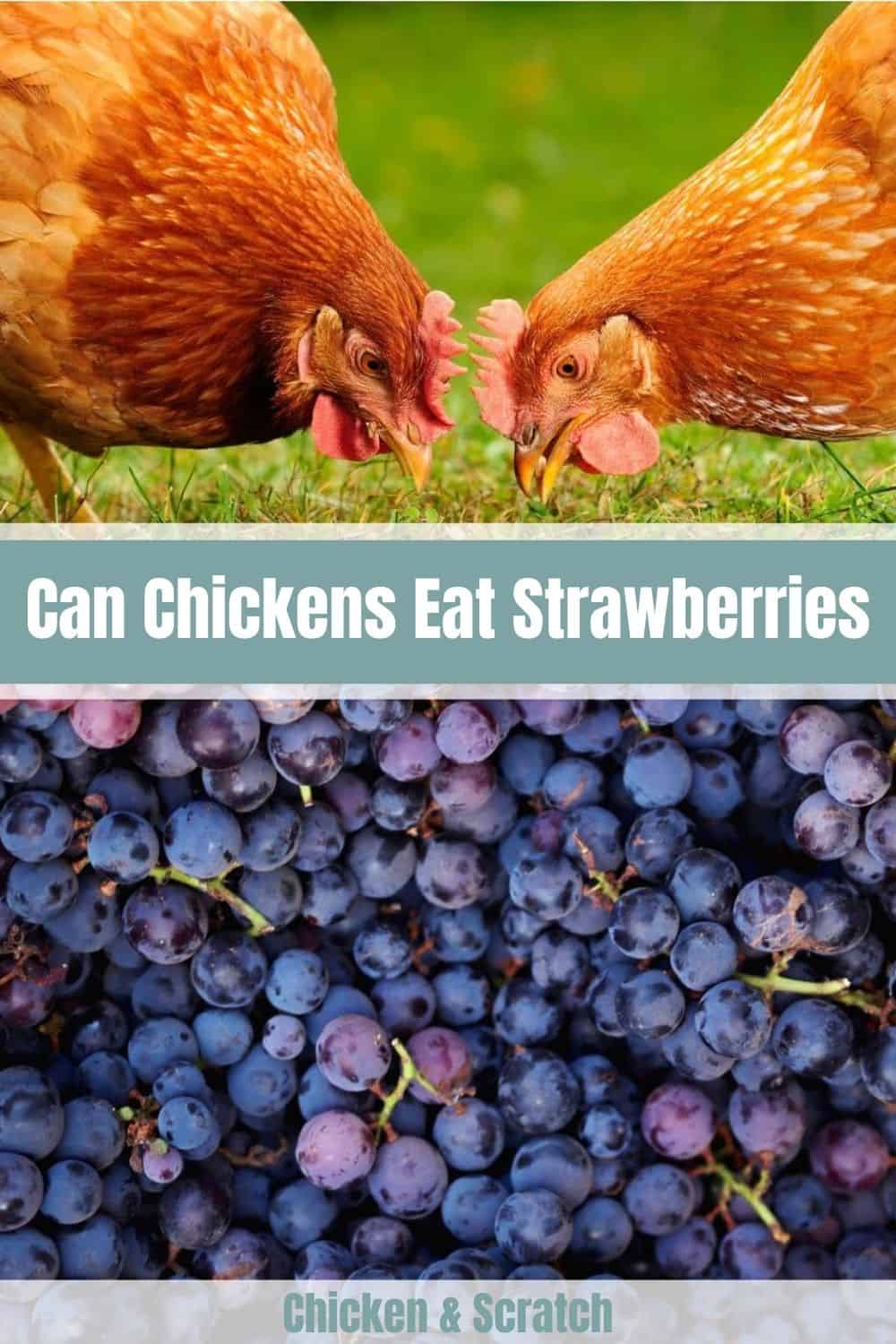 Can Chickens Eat Grapes?