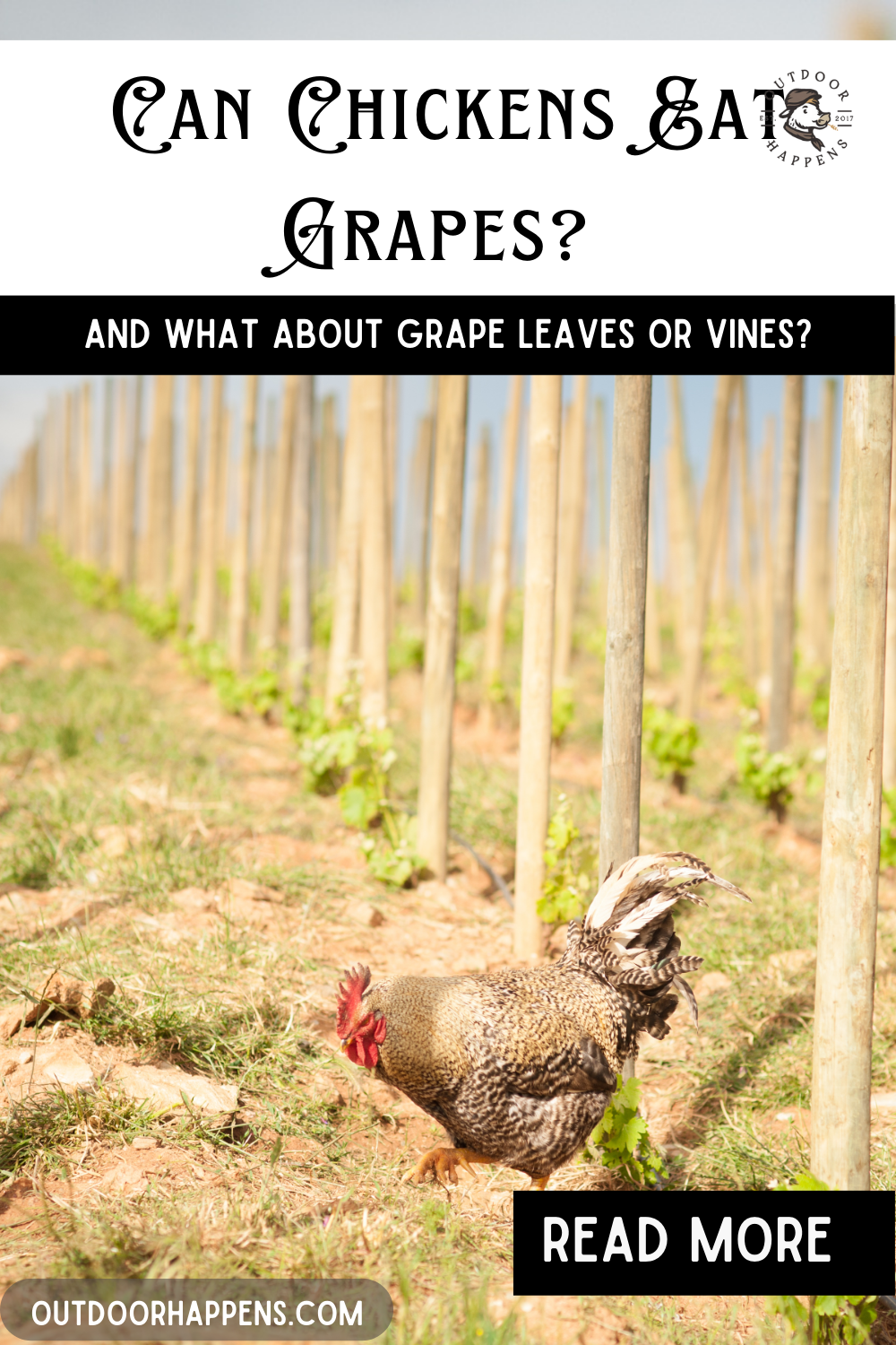 Can Chickens Eat Seeded Grapes?